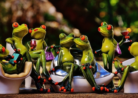 Praev party frogs pixabay